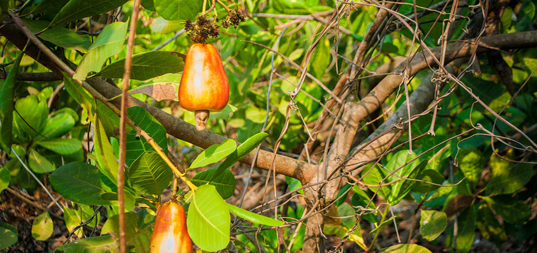 Cashew fruit during the summer season