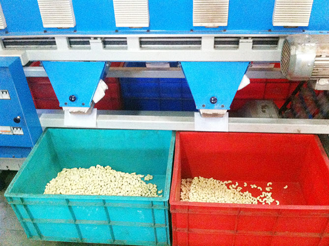 Cashew sorting process at the Zantye's Bicholim facility