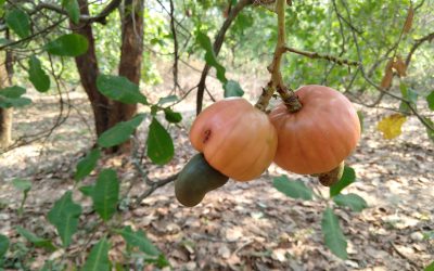 Cashew to Feni – A glimpse into the making of the jungle juice of Goa.