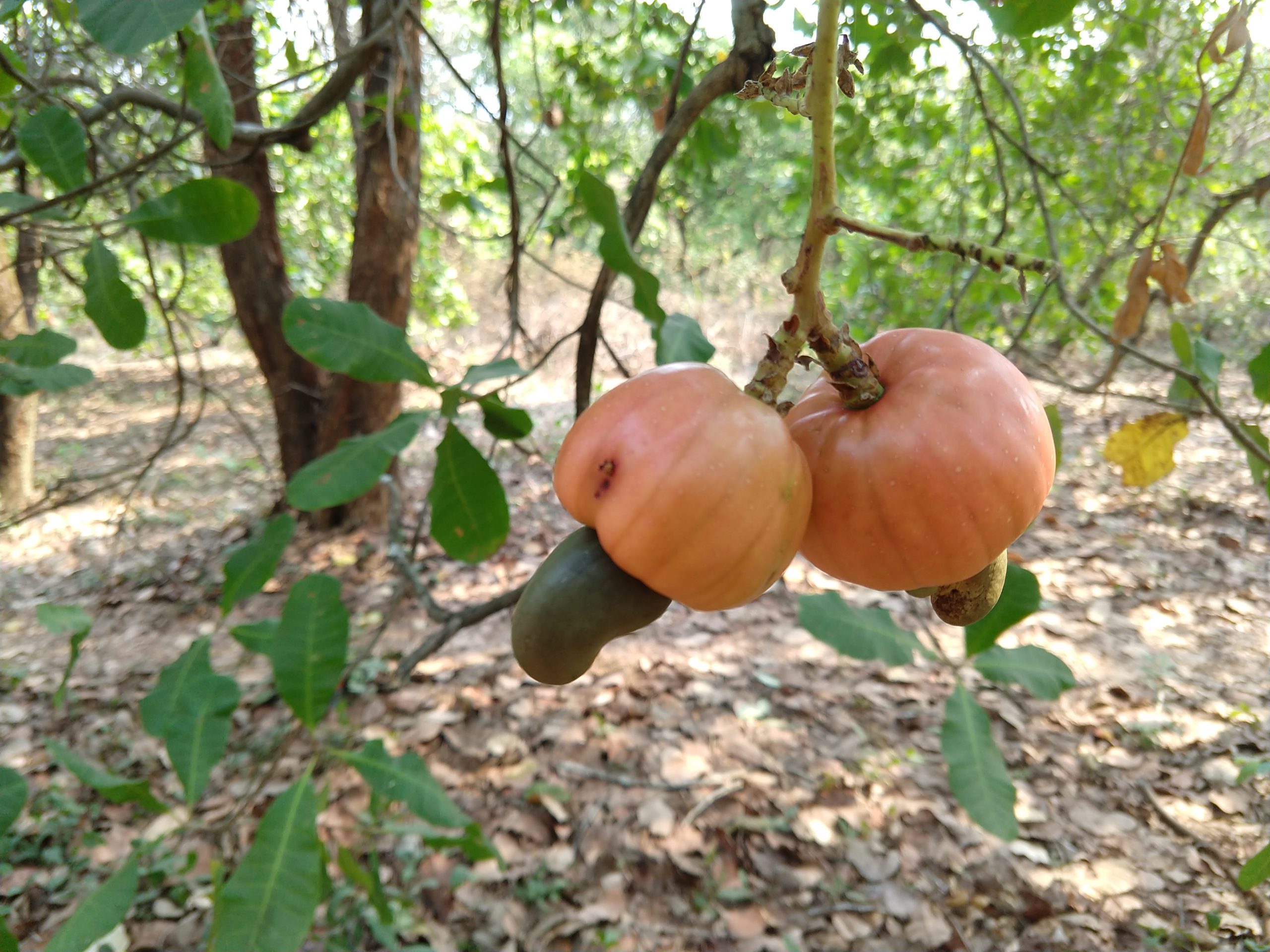 Cashew to Feni – A glimpse into the making of the jungle juice of Goa. -  Zantye .com
