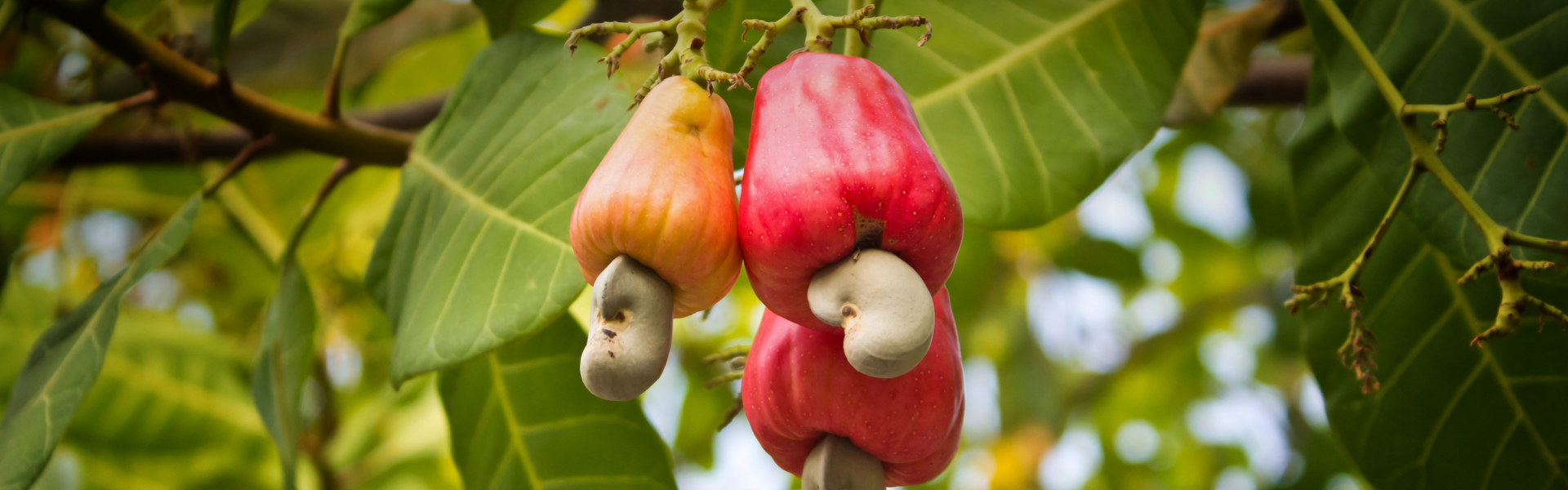 Zantye Drum Roasted Cashew Nuts