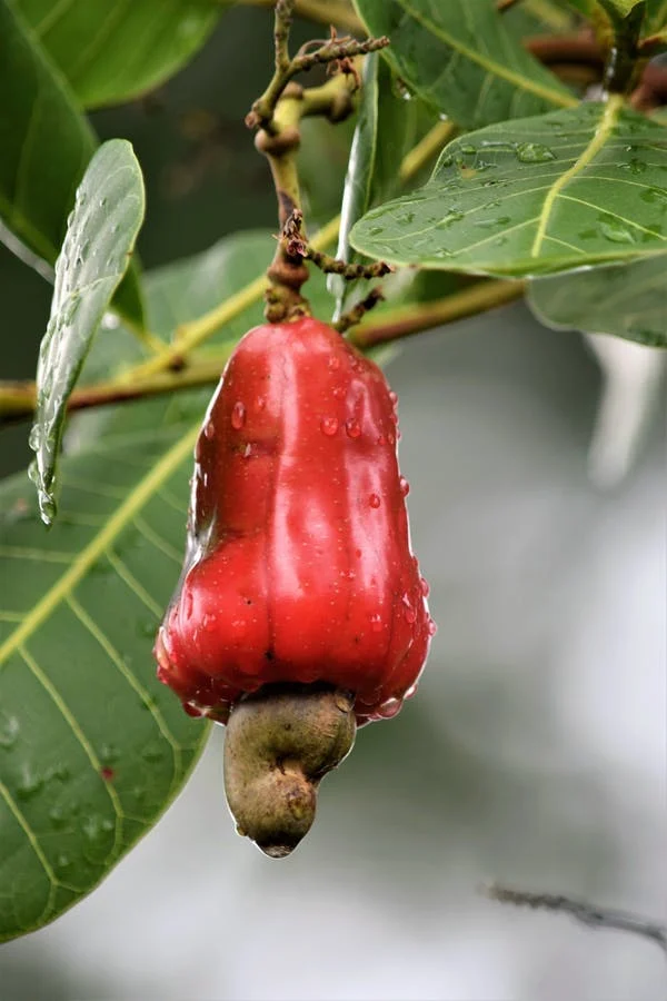 Zantye's cashewnuts, Buy nuts online in India
