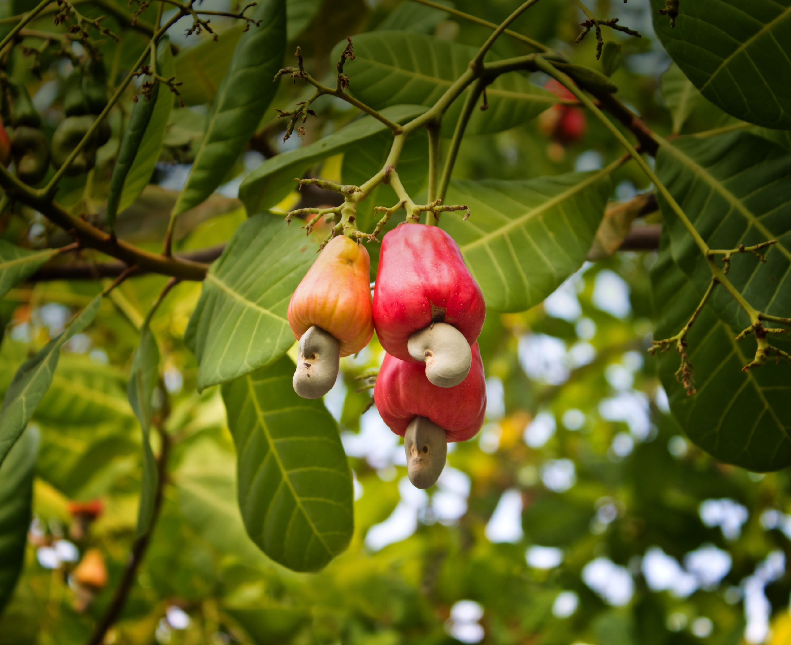 Health Benefits of Cashew nuts Goan Cashew nuts, Buy cashew nuts online