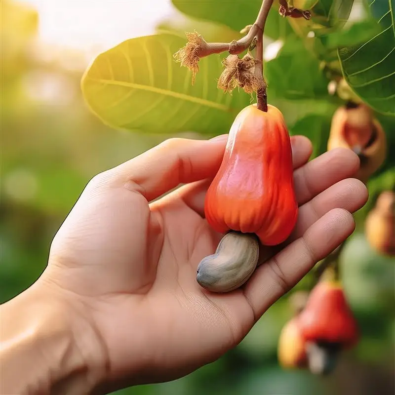 Cashew apples are used for making feni in Goa