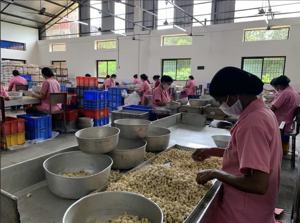 Zantye factory in Goa ensures high-quality cashews